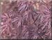 Tamukeyama Japanese Maple Tree Three Gallon