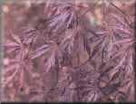 Tamukeyama Japanese Maple Tree Three Gallon