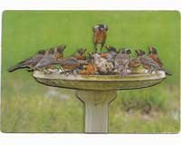 Songbird Essentials Cannonball Magnet