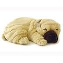 Perfect Petzzz Shar Pei