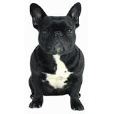 Eigenschaften Rosenau24  / Kühlschrankmagnet French Bulldog