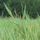 Muhlenbergia racemosa (Upland Wild Timothy) - Bulk Wildflower Seeds