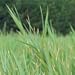 Muhlenbergia racemosa (Upland Wild Timothy) - Bulk Wildflower Seeds