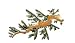 Clearly Charming Leafy Seadragon Silver and Enamel Pin