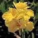 Richard Wallace Dwarf Canna Lily