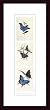 Art Poster Wood Framed Print - Butterflies III - Artist: Nautral History Museum- Poster Size: 24 X 6