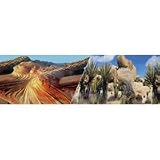 Desert Sandstone / Cactus Background - DESERT SANDSTONE / CACTUS BACKGROUND 12 TALL