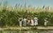 BARBADOS BWI British West Indies agriculture Caribbean