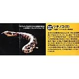 食玩 チョコQ 日本の動物 第10弾 シークレット 507a ツチノコ(II)短胴ヤマカガシ関西型 タカラ 海洋堂