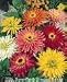 300 Burpeeana Giant Mix CACTUS FLOWERED ZINNIA Elegans Flower Seeds