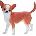 Chihuahua, tan and white 7" Statue