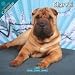 Shar Pei 2010 Wall Calendar