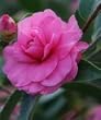 Camellia Chansonette One Gallon Plant by Monrovia Growers