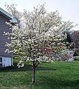 *EXOTIC*10 WHITE DOGWOOD TREE SEEDS #1193** *EXOTIC*10 WHITE DOGWOOD TREE SEEDS #1193**