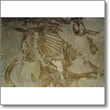 DVD Biology Concepts: Evolution -- Evidence of Evolution code image