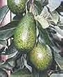 Little Cado Dwarf Avocado Tree Five Gallon