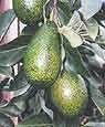 Little Cado Dwarf Avocado Tree Five Gallon