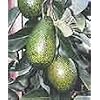 Little Cado Dwarf Avocado Tree Five Gallon