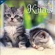 Curious Kittens 2010 Wall Calendar