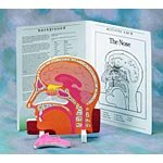 HUMAN BODY MODELS OUR SENSES KIT