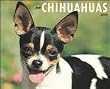 Just Chihuahuas 2010 Wall Calendar