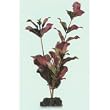 Broad Leaf Ludwig Aquarium Plant - Large