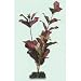 Broad Leaf Ludwig Aquarium Plant - Large