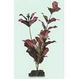 Broad Leaf Ludwig Aquarium Plant - Large