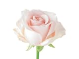 Kitchen & Housewares : Greeting Card Midi - Pink Rosebud