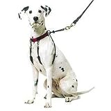 Sporn Halter Lg Red