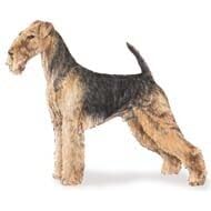 7.5cm x 5cm Acrylic Fridge Magnet-Airedale Terrier
