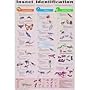 (24x36) Insect Identification Educational Science Chart Poster