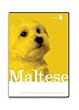 Maltese Dog Grooming Instructional How To DVD Video and Equipment Guide
