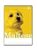 maltese3 - Maltese Dog Grooming Instructional How To DVD Video