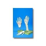 Full Hand Anatomical Model