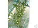 Oxygenating water pond plant Elodea Crispa 10 pieces