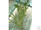 Oxygenating water pond plant Elodea Crispa 10 pieces