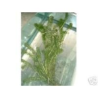 Oxygenating water pond plant Elodea Crispa 10 pieces