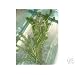 Oxygenating water pond plant Elodea Crispa 10 pieces