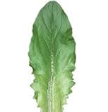 Lettuce Deer Tongue OG 600 Seeds per Packet