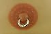 14K YELLOW GOLD SOLITAIRE DIAMOND SNAP IN NIPPLE RING