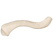 3B Scientific A45/5R Right Clavicle Model