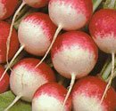 Radishes - Sparkler Radishes Organic Heirloom Seeds