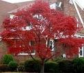 *EXOTIC*10 RED DOGWOOD TREE SEEDS #1193B**