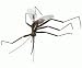 Kitchen & Housewares : Critter/Mosquito Magnets 2-pc Set