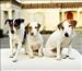 terrier41 - For the Love of Jack Russell Terriers 2010