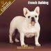   - 2008 French Bulldog 2008 16 Month Wall Calendar **IN STOCK NOW**