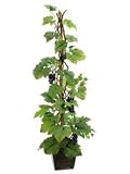 4' Grape Artificial Plant in Designer Pot