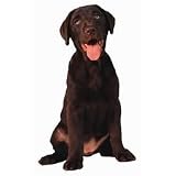 Chocolate Labrador Retriever Die-Cut Photographic Magnet