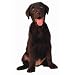 Chocolate Labrador Retriever Die-Cut Photographic Magnet